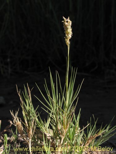 Imágen de Poaceae sp. #1693 (). Haga un clic para aumentar parte de imágen.