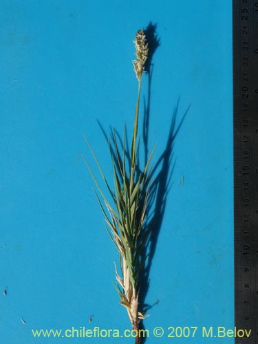 Poaceae sp. #1693의 사진