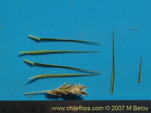 Image of Poaceae sp. #1693 (). Click to enlarge parts of image.