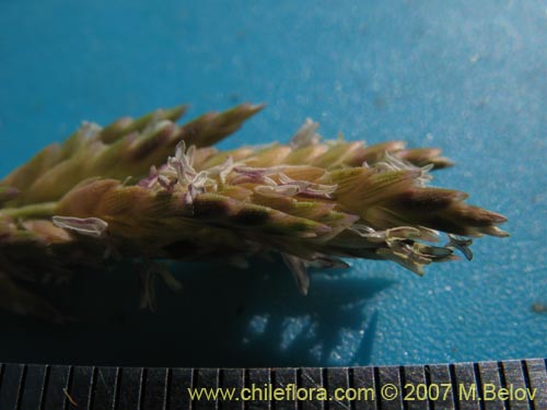 Poaceae sp. #1693的照片