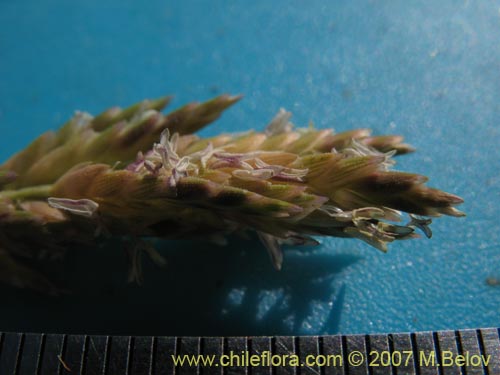 Image of Poaceae sp. #1693 (). Click to enlarge parts of image.