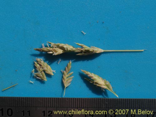 Image of Poaceae sp. #1693 (). Click to enlarge parts of image.