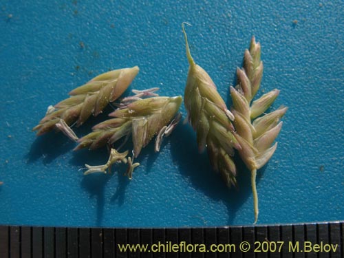 Image of Poaceae sp. #1693 (). Click to enlarge parts of image.