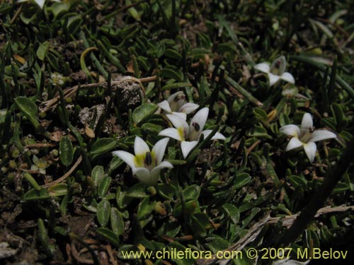 Lobelia oligophylla의 사진