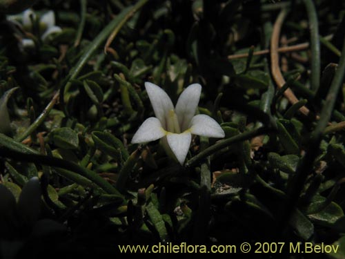Lobelia oligophylla의 사진