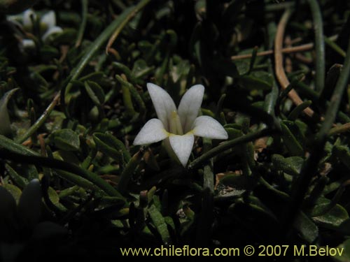 Bild von Lobelia oligophylla (). Klicken Sie, um den Ausschnitt zu vergrössern.