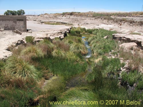 Image of Cortaderia atacamensis (Cola de zorro). Click to enlarge parts of image.