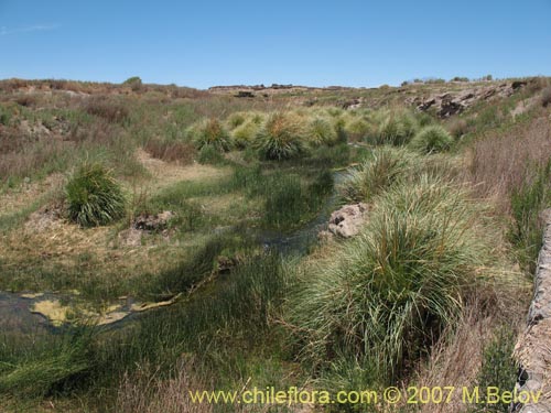 Image of Cortaderia atacamensis (Cola de zorro). Click to enlarge parts of image.