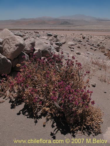 Imágen de Cistanthe salsoloides (). Haga un clic para aumentar parte de imágen.