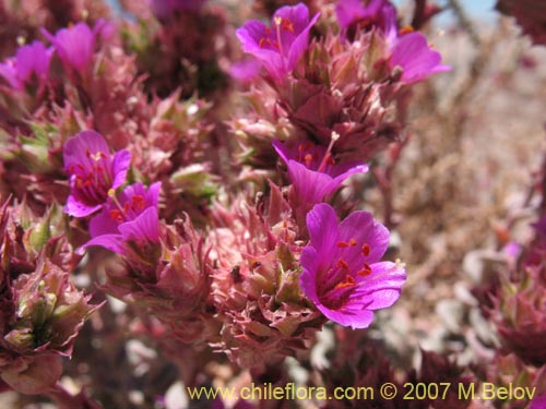 Image of Cistanthe salsoloides (). Click to enlarge parts of image.