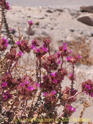 Imágen de Cistanthe salsoloides (). Haga un clic para aumentar parte de imágen.