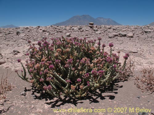 Image of Cistanthe salsoloides (). Click to enlarge parts of image.