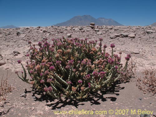 Imágen de Cistanthe salsoloides (). Haga un clic para aumentar parte de imágen.