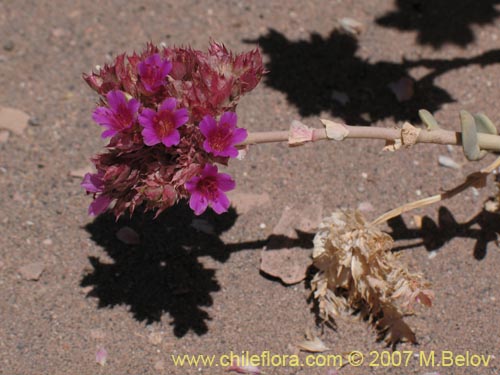 Image of Cistanthe salsoloides (). Click to enlarge parts of image.