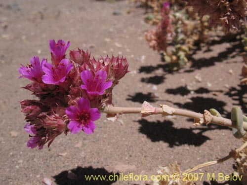 Imágen de Cistanthe salsoloides (). Haga un clic para aumentar parte de imágen.