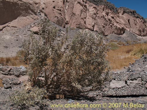 Imágen de Acantholippia punensis (). Haga un clic para aumentar parte de imágen.