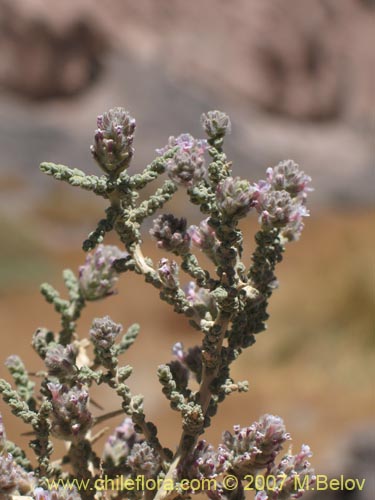 Bild von Acantholippia punensis (). Klicken Sie, um den Ausschnitt zu vergrössern.