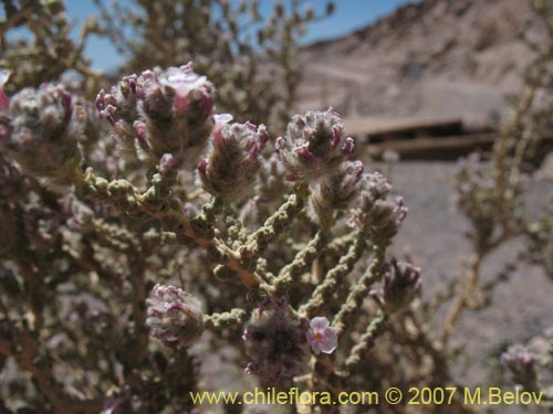 Imágen de Acantholippia punensis (). Haga un clic para aumentar parte de imágen.