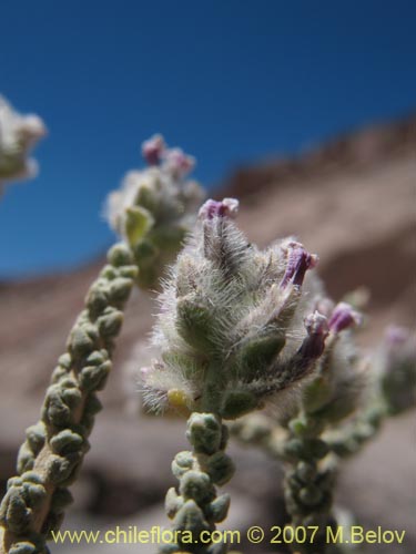 Bild von Acantholippia punensis (). Klicken Sie, um den Ausschnitt zu vergrössern.