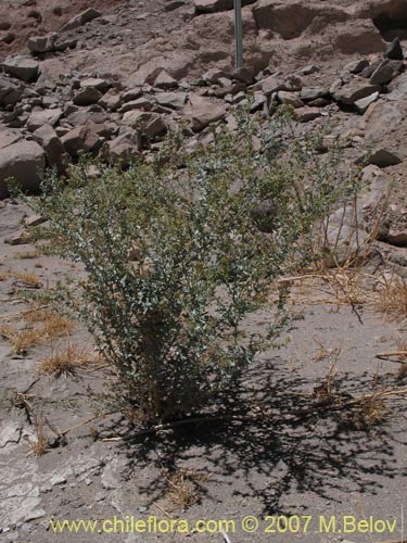 Imágen de Planta no identificada sp. #1333 (). Haga un clic para aumentar parte de imágen.