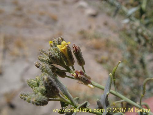 Imágen de Planta no identificada sp. #1333 (). Haga un clic para aumentar parte de imágen.