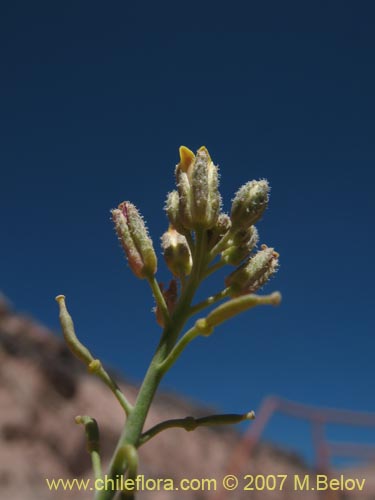 Image of Unidentified Plant sp. #1333 (). Click to enlarge parts of image.