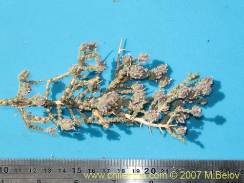 Image of Unidentified Plant sp. #1334 (). Click to enlarge parts of image.
