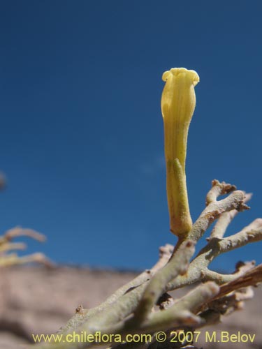 Image of Fabiana denudata Miers (). Click to enlarge parts of image.