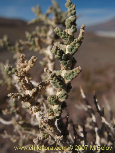 Imágen de Planta no identificada sp. #3009 (). Haga un clic para aumentar parte de imágen.