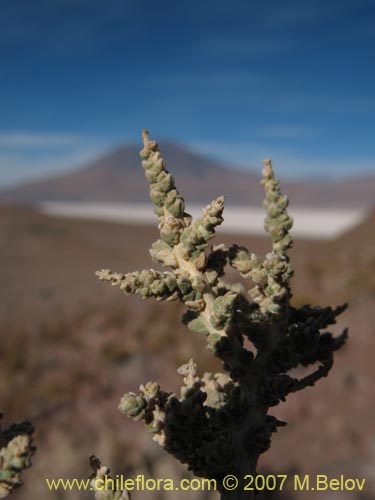 Imágen de Planta no identificada sp. #3009 (). Haga un clic para aumentar parte de imágen.