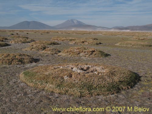 Imágen de Planta no identificada sp. #2183 (). Haga un clic para aumentar parte de imágen.