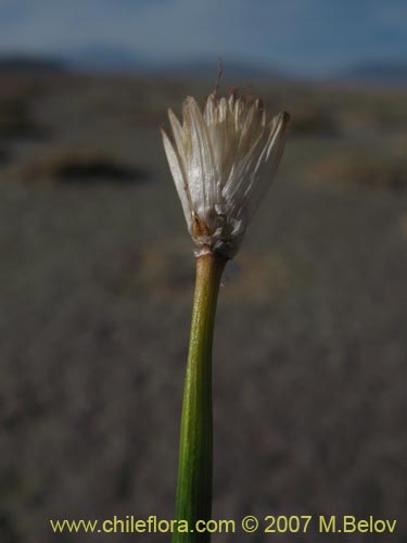 Imágen de Planta no identificada sp. #2183 (). Haga un clic para aumentar parte de imágen.