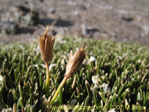 Image of Unidentified Plant sp. #2183 (). Click to enlarge parts of image.