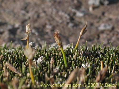 Imágen de Planta no identificada sp. #2183 (). Haga un clic para aumentar parte de imágen.