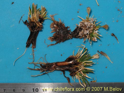 Image of Unidentified Plant sp. #2183 (). Click to enlarge parts of image.