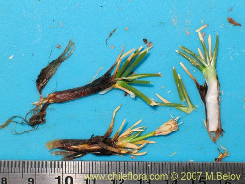 Image of Unidentified Plant sp. #2183 (). Click to enlarge parts of image.