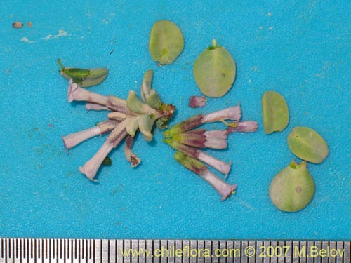 Image of Lampaya medicinalis (). Click to enlarge parts of image.