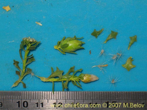Image of Baccharis sp.  #1008 (). Click to enlarge parts of image.