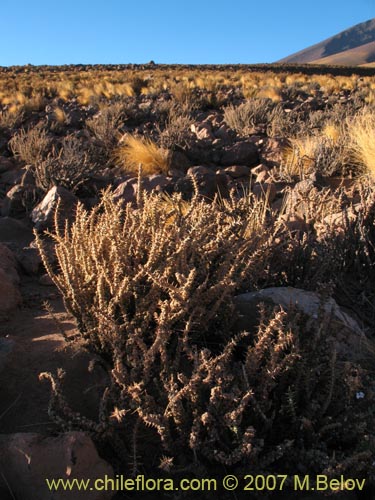 Imágen de Junellia seriphioides (). Haga un clic para aumentar parte de imágen.