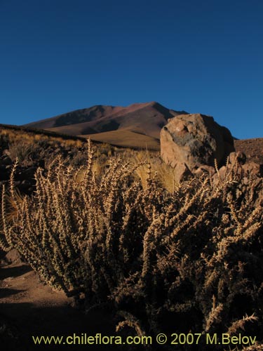 Imágen de Junellia seriphioides (). Haga un clic para aumentar parte de imágen.