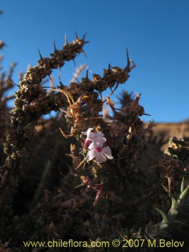 Bild von Junellia seriphioides (). Klicken Sie, um den Ausschnitt zu vergrössern.