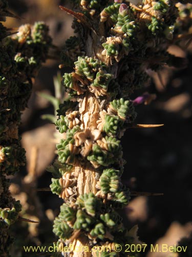 Bild von Junellia seriphioides (). Klicken Sie, um den Ausschnitt zu vergrössern.