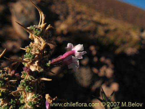 Bild von Junellia seriphioides (). Klicken Sie, um den Ausschnitt zu vergrössern.