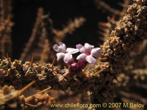 Imágen de Junellia seriphioides (). Haga un clic para aumentar parte de imágen.