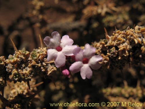 Junellia seriphioides의 사진