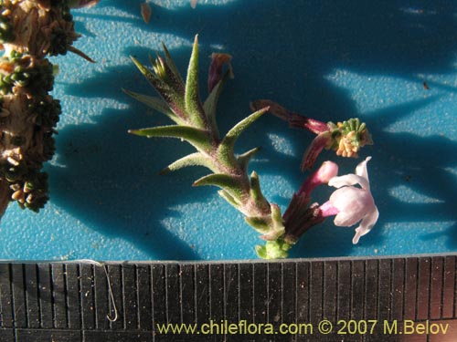 Junellia seriphioides的照片