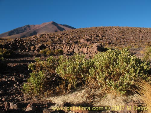 Baccharis sp.  #1008의 사진