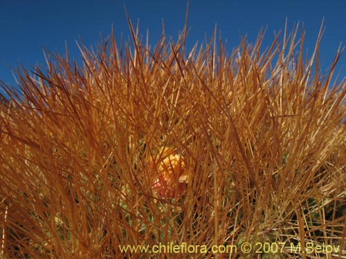 Image of Cumulopuntia boliviana ssp. ignescens (). Click to enlarge parts of image.