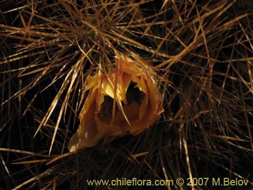Imágen de Cumulopuntia boliviana ssp. ignescens (). Haga un clic para aumentar parte de imágen.