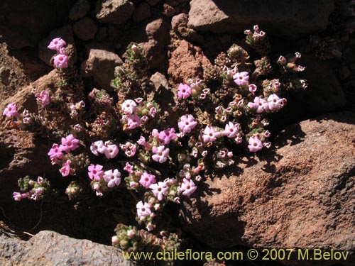 Image of Verbenaceae sp. #1697 (). Click to enlarge parts of image.